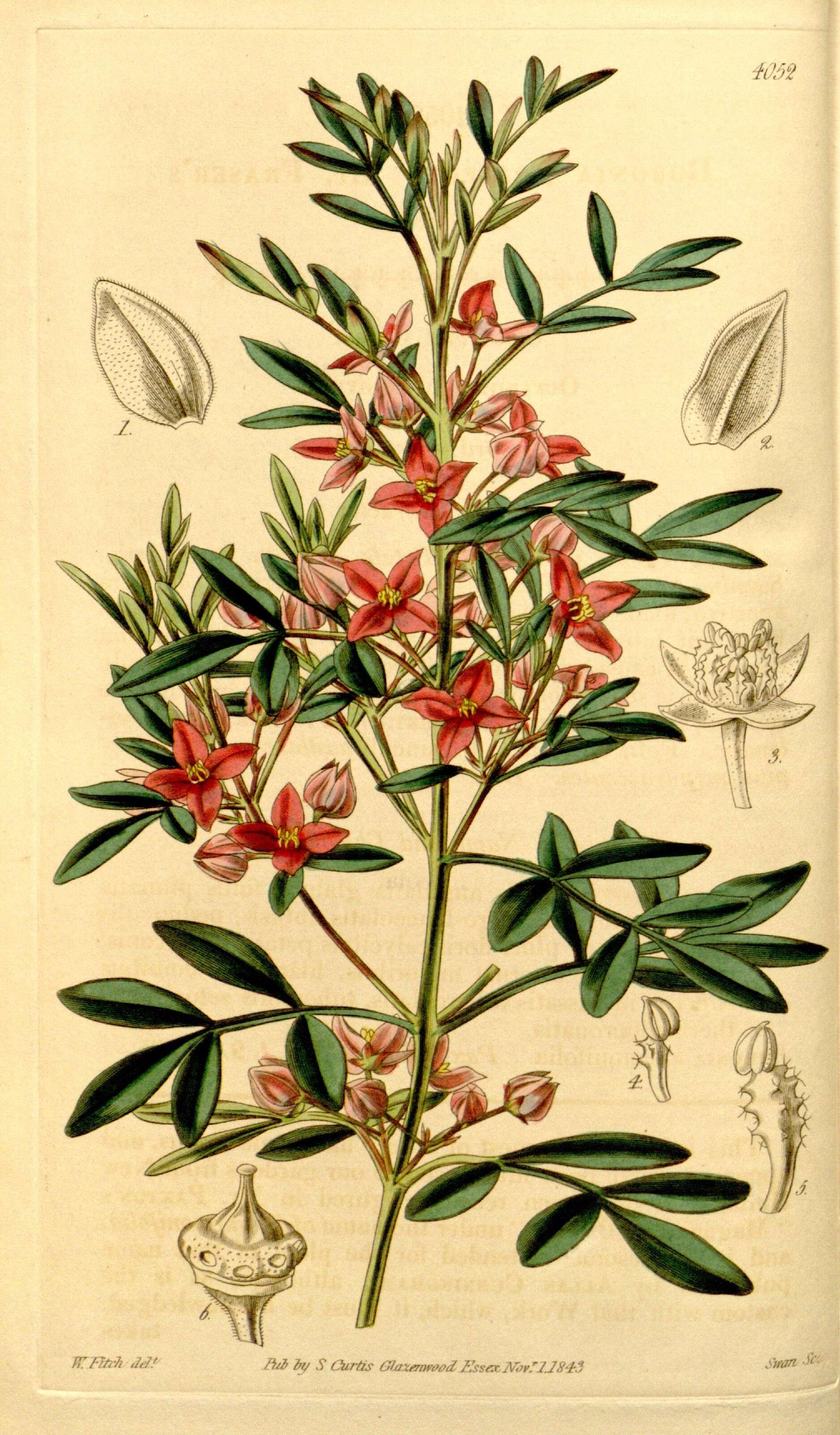 Image of Fraser's boronia