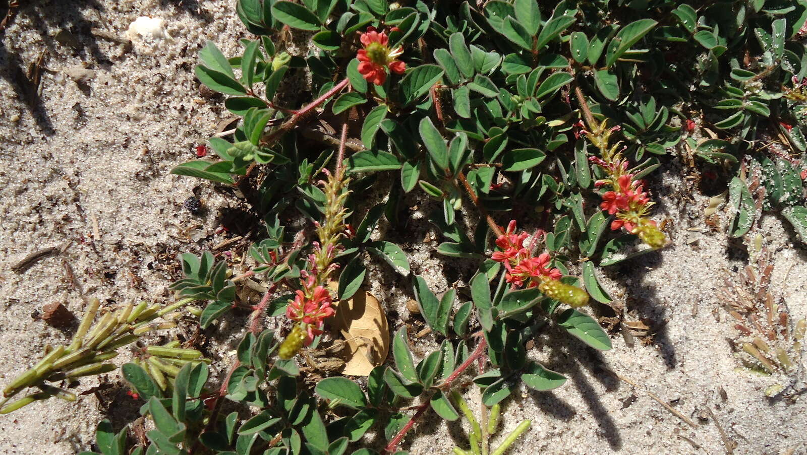 Слика од Indigofera hirsuta L.