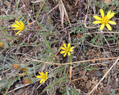 Imagem de Hirpicium diffusum (O. Hoffm.) Roessler