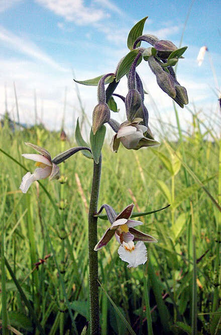 Image of Helleborine