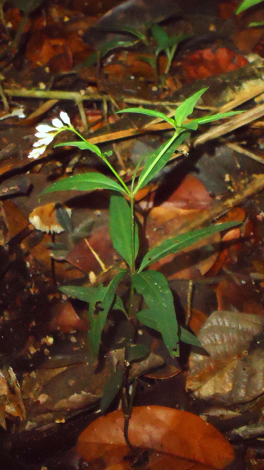 Plancia ëd Spigelia genuflexa Popovkin & Struwe