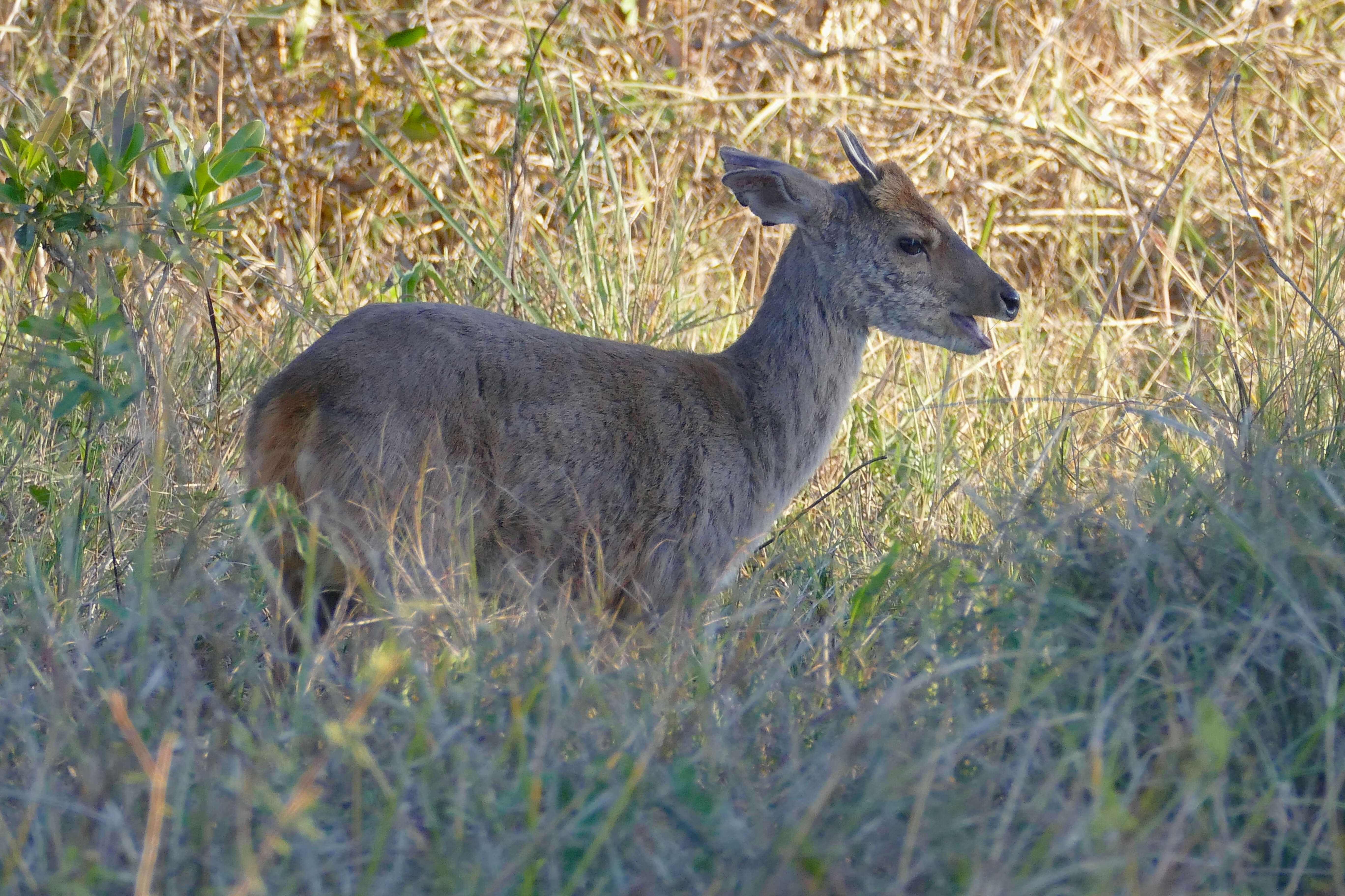 Image of Brocket Deer sp.