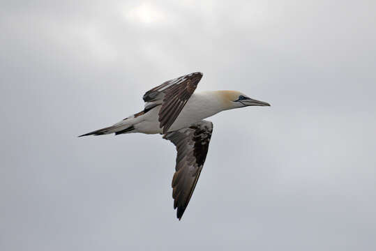 Image of Gannet