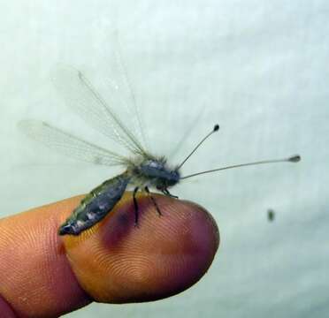 Image of Bubopsis agrionoides (Rambur 1838)