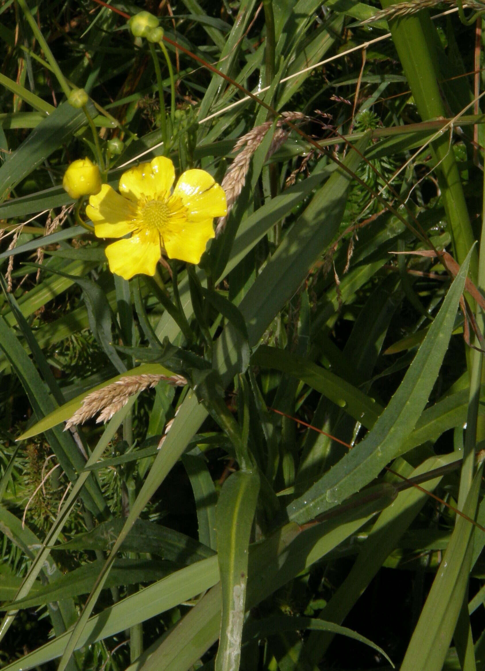 Image of Greater Spearwort