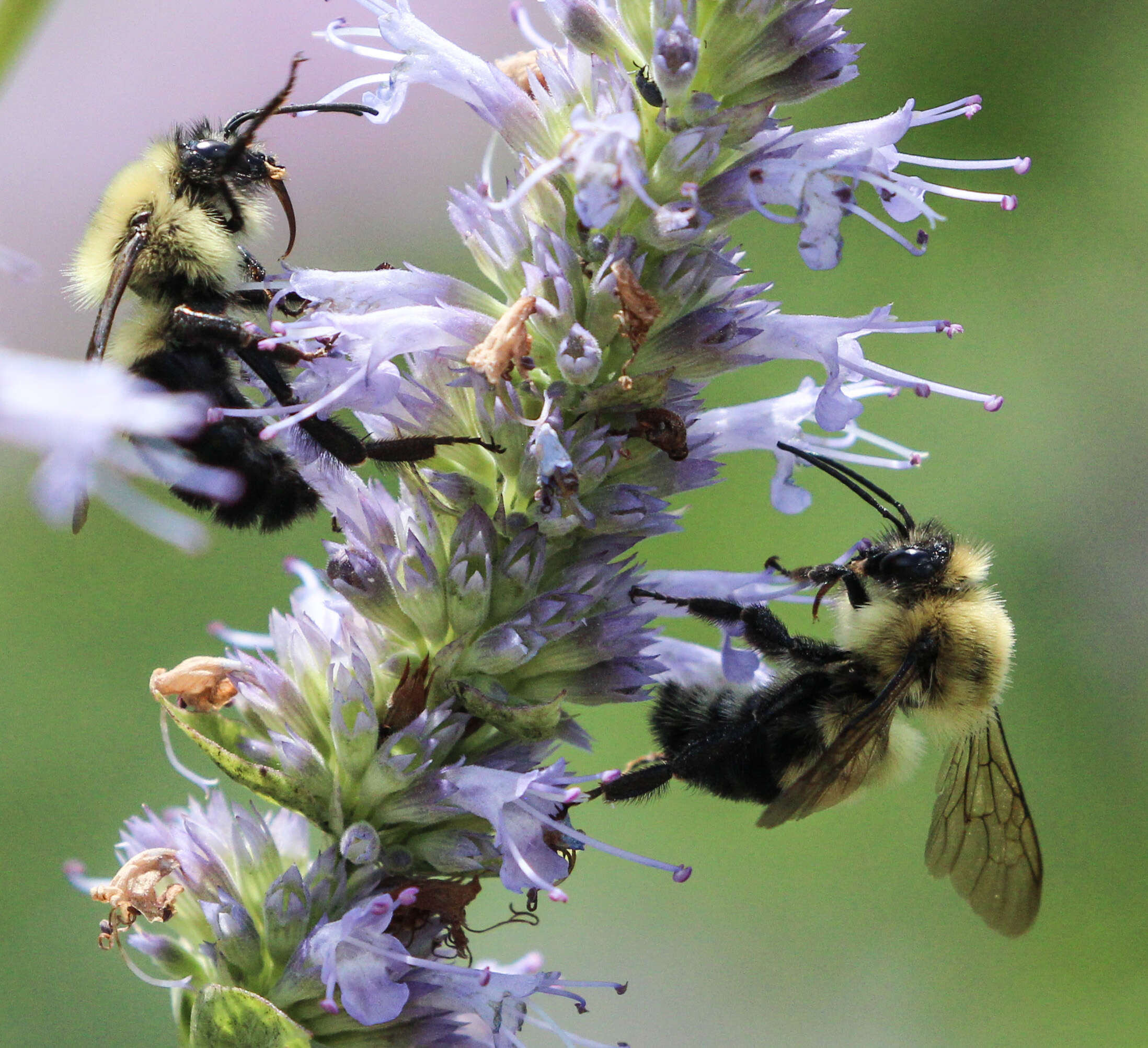 صورة Bombus bimaculatus Cresson 1864