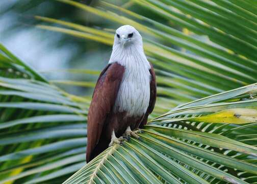 Image of Brahminy Kite