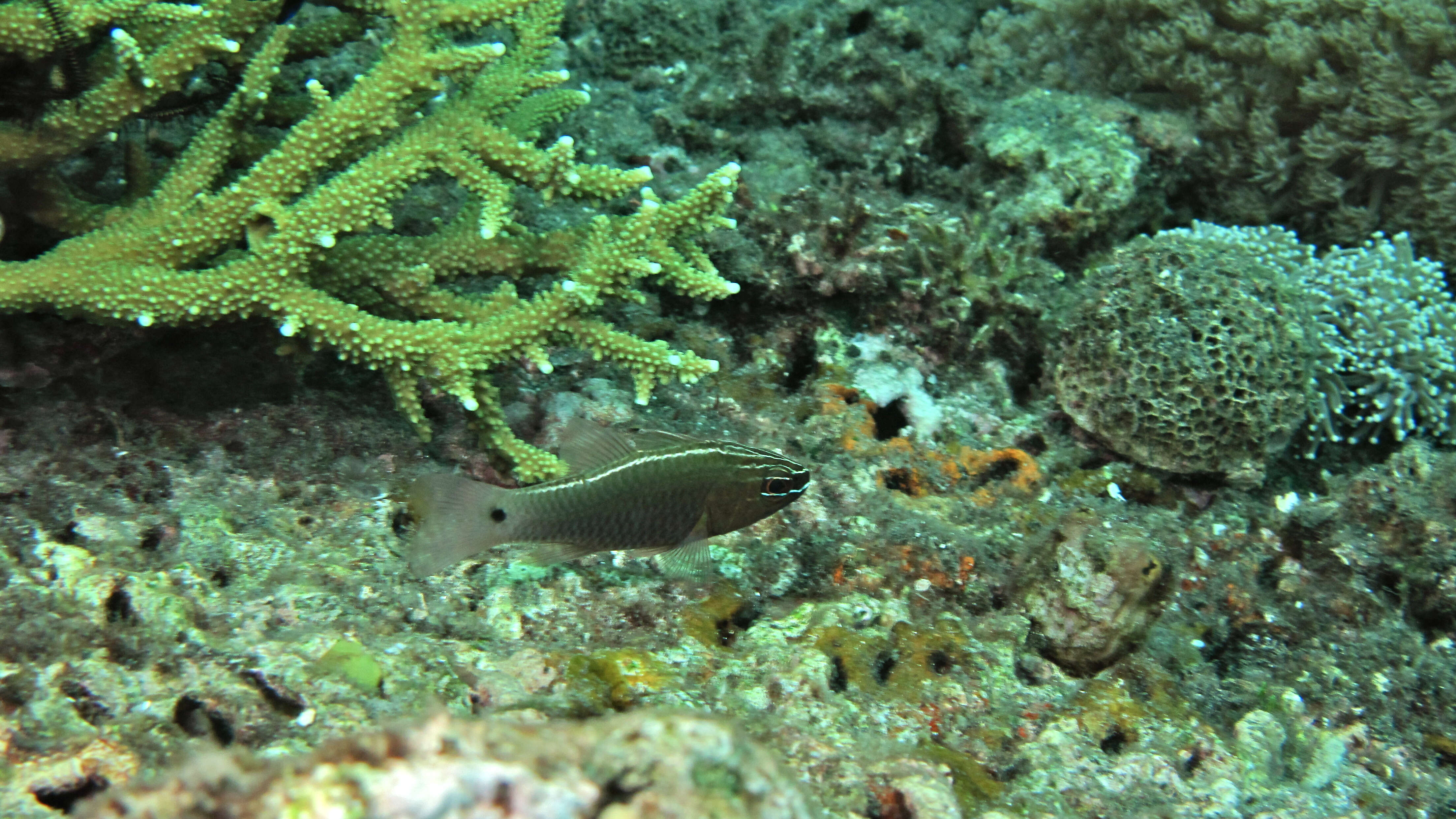 Image of Cardinal fish