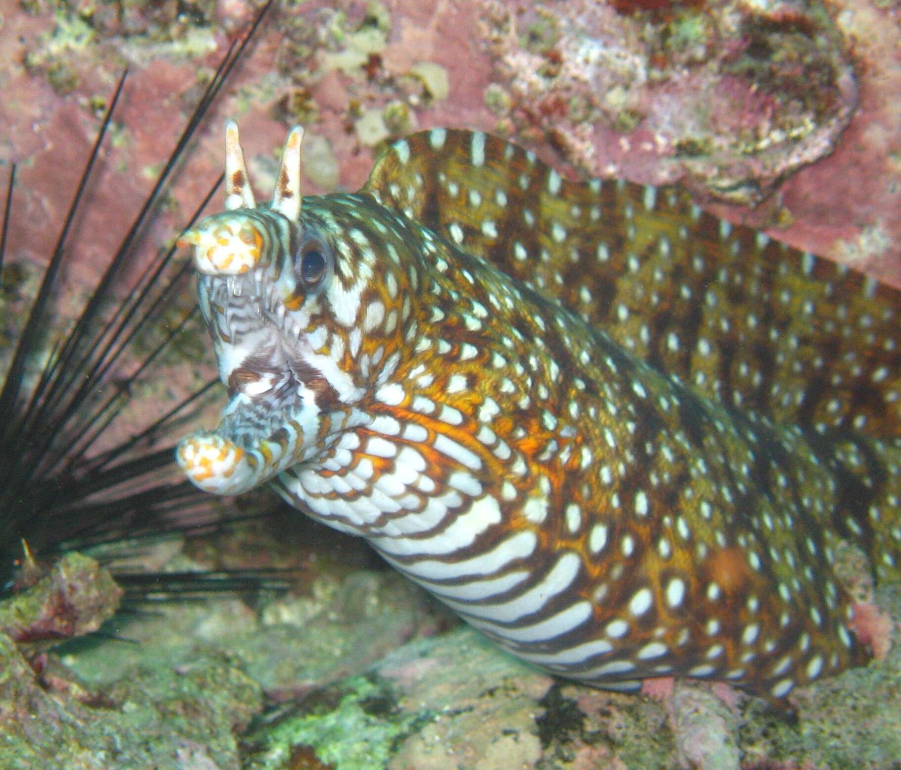 Image of Leopard moray eel