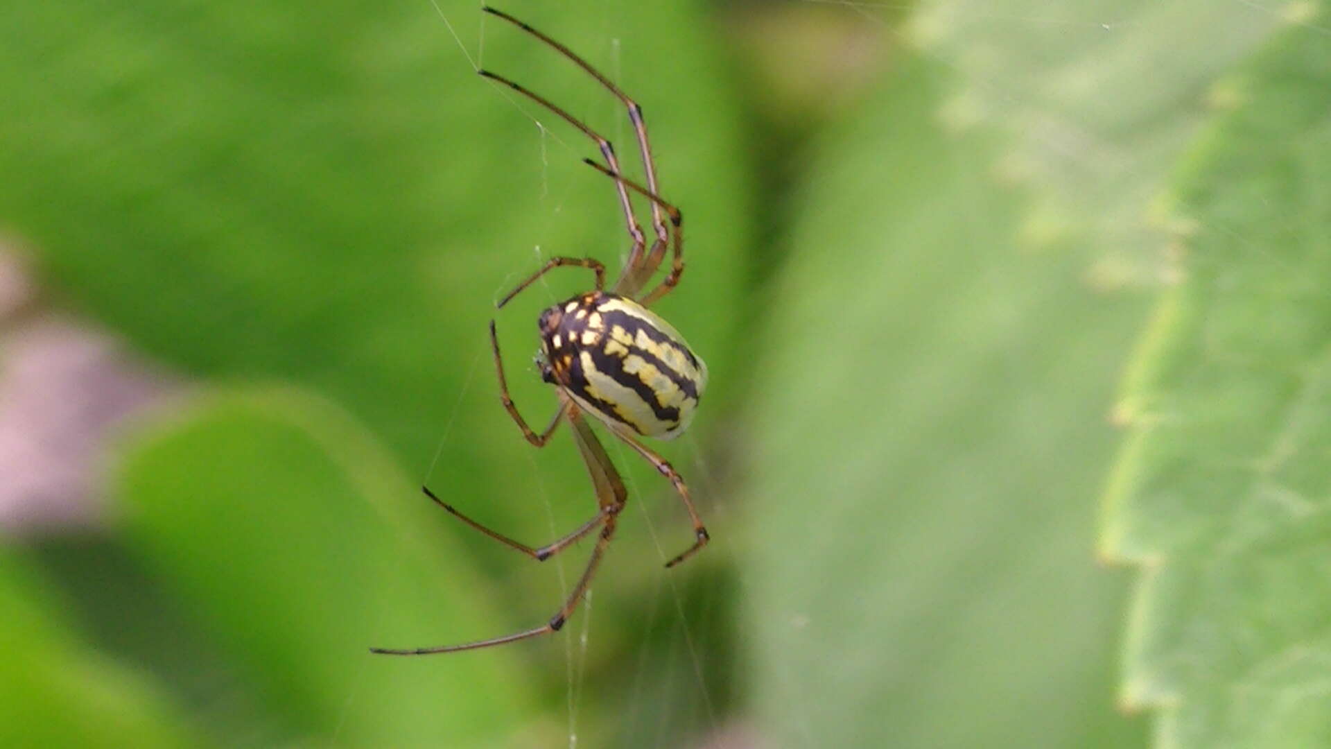 Image of Leucauge blauda