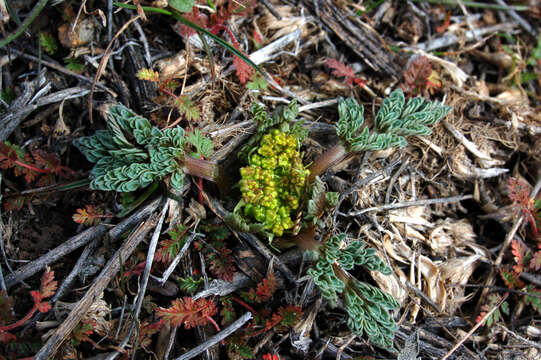 Aulospermum longipes (S. Wats.) Coult. & Rose resmi