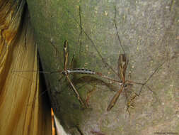 Tipula resmi