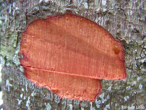 Image de Pourouma guianensis Aubl.