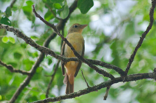 Image of Summer Tanager