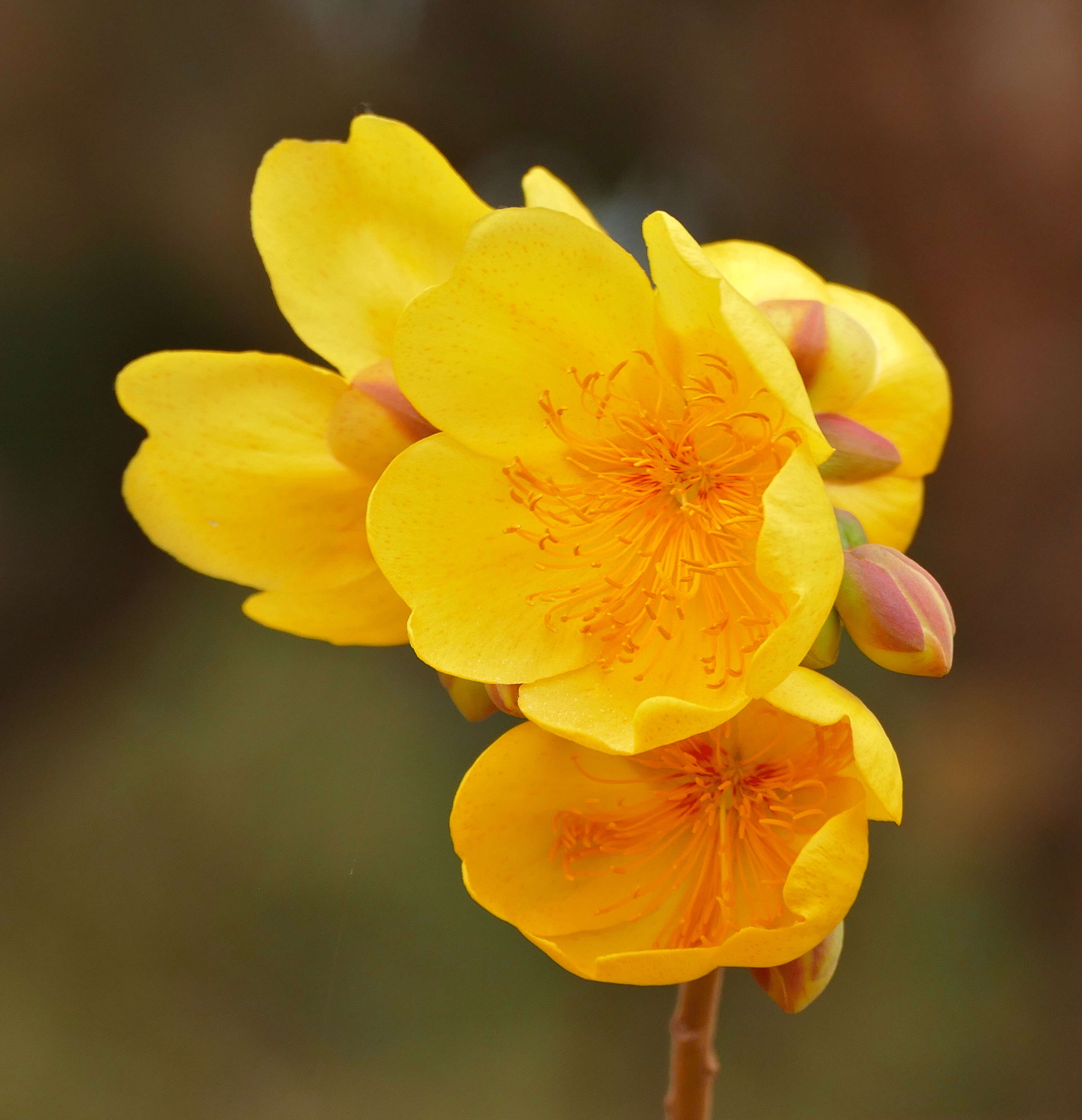 Image of cochlospermum