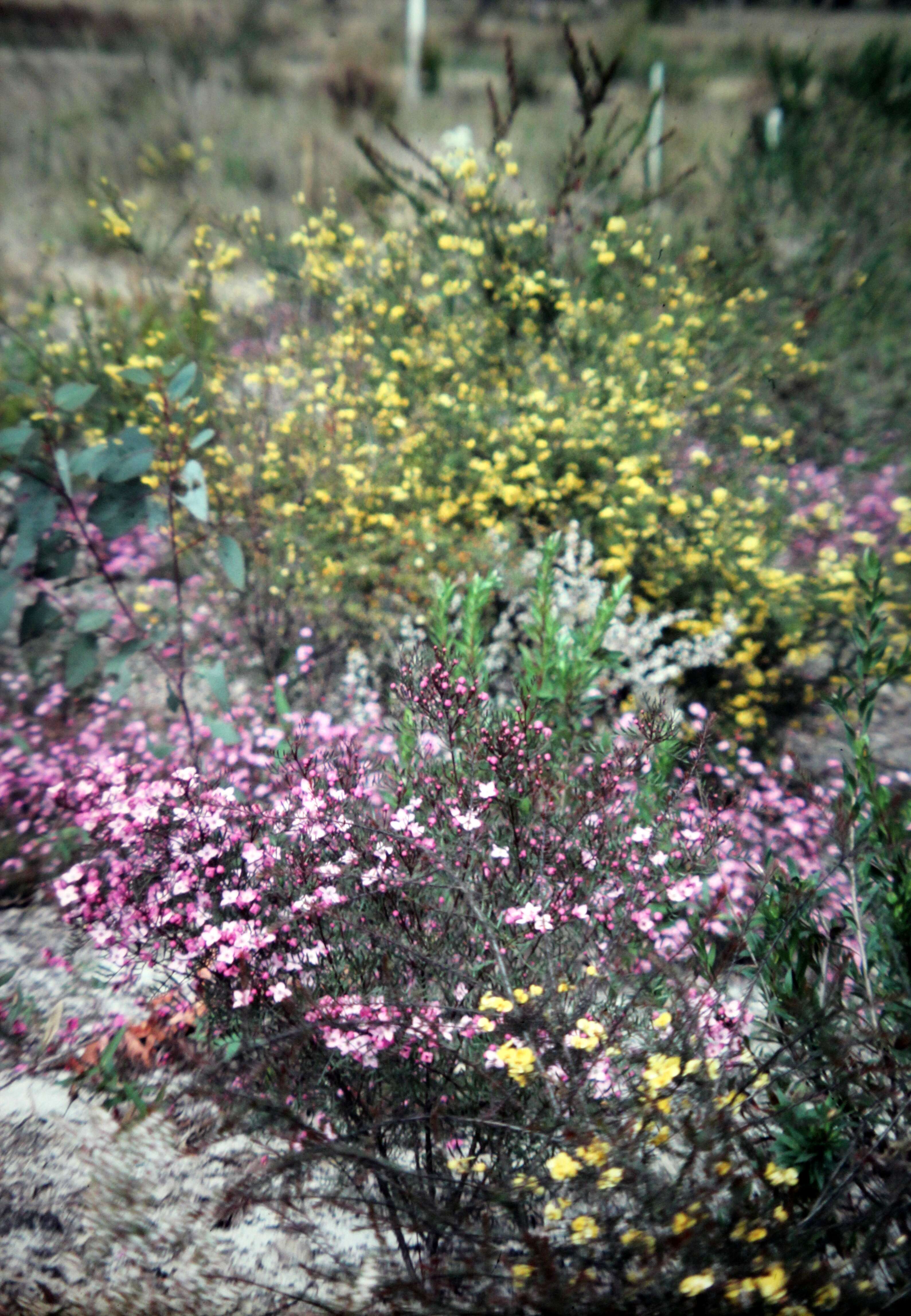 Image of Pink Boronia