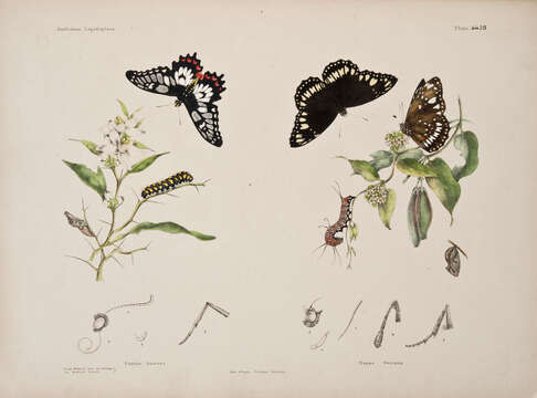 Image of Dainty Swallowtail