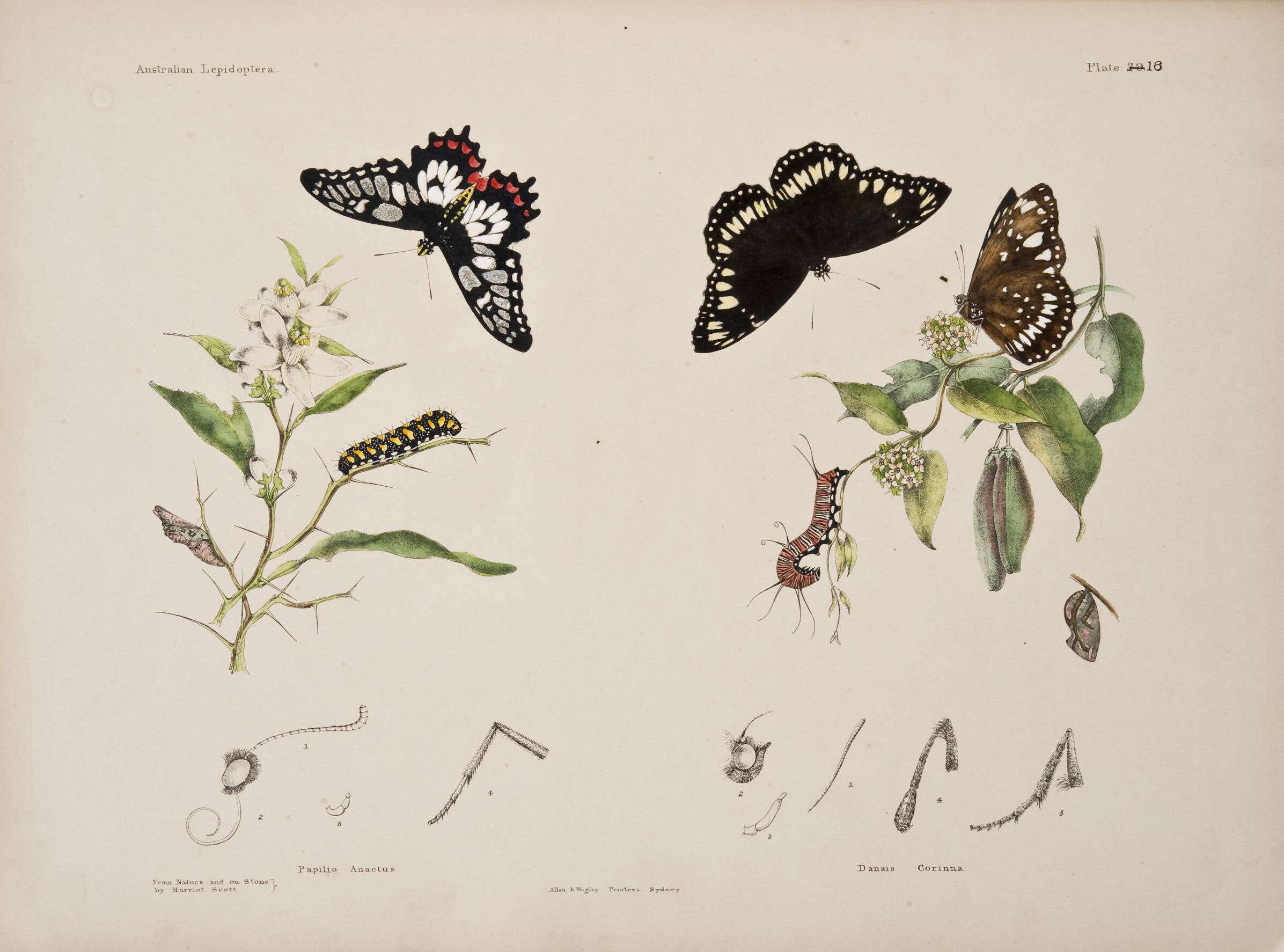 Sivun Papilio anactus Macleay 1826 kuva