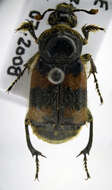 Image of Burying beetle