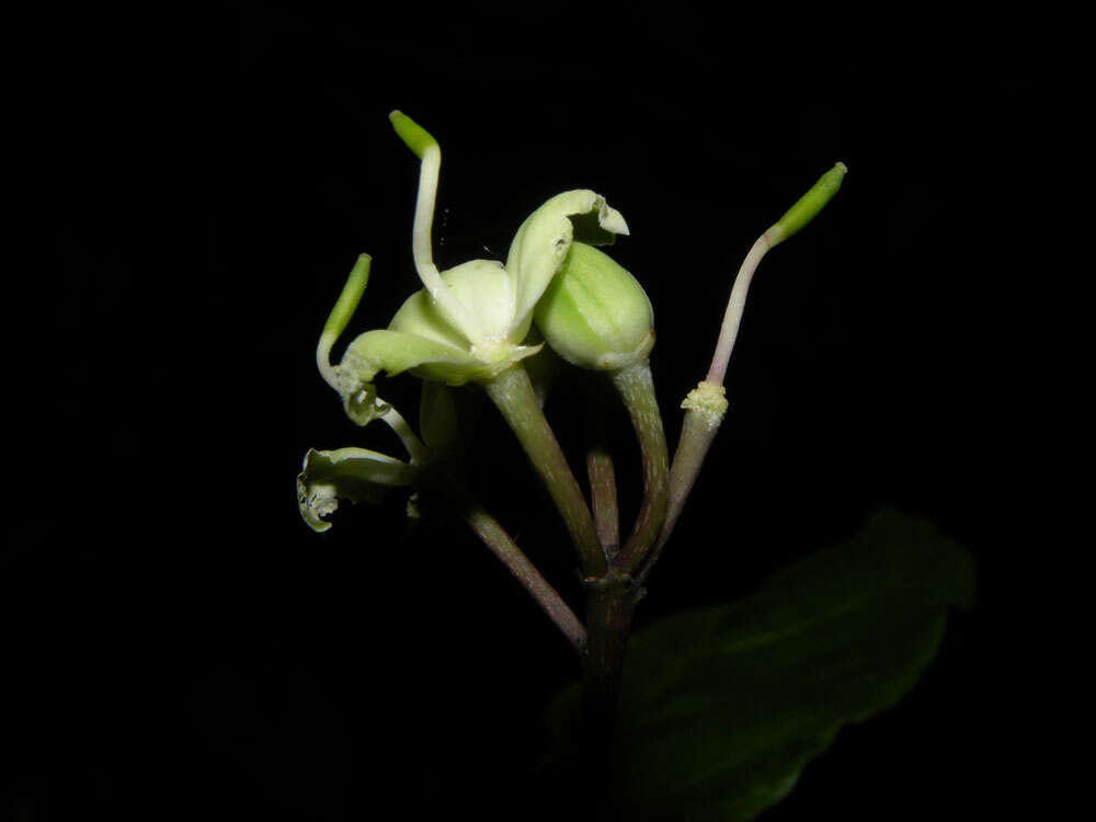 Image of Capparidastrum frondosum (Jacq.) Cornejo & Iltis