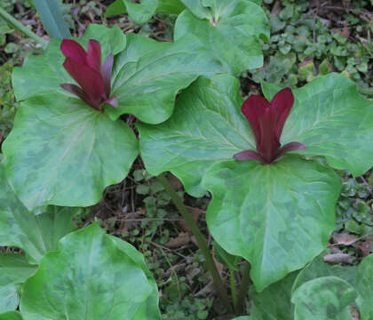 Image of trillium