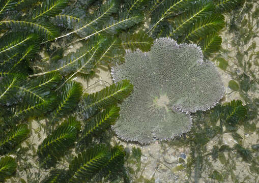 Image of seagrass