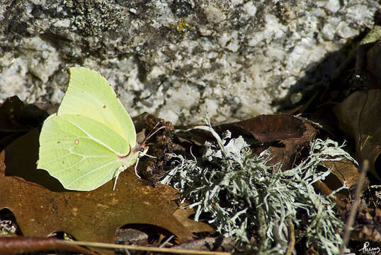 Imagem de Gonepteryx rhamni (Linnaeus 1758)