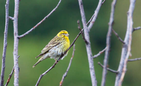 Image of serin, european serin