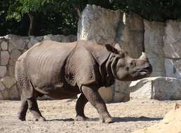 Image of Indian and Javan Rhinoceroses