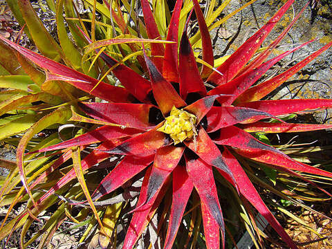 Image of Aechmea recurvata (Klotzsch) L. B. Sm.