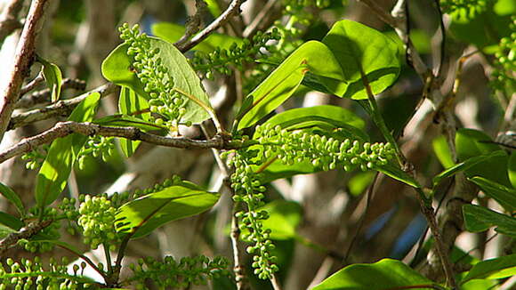 Image of Coccoloba oblonga Lindau