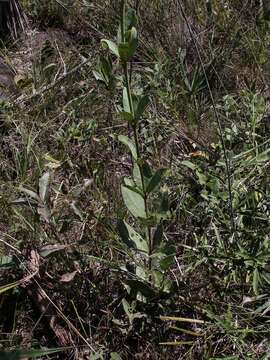 Image of Vochysia pumila Pohl