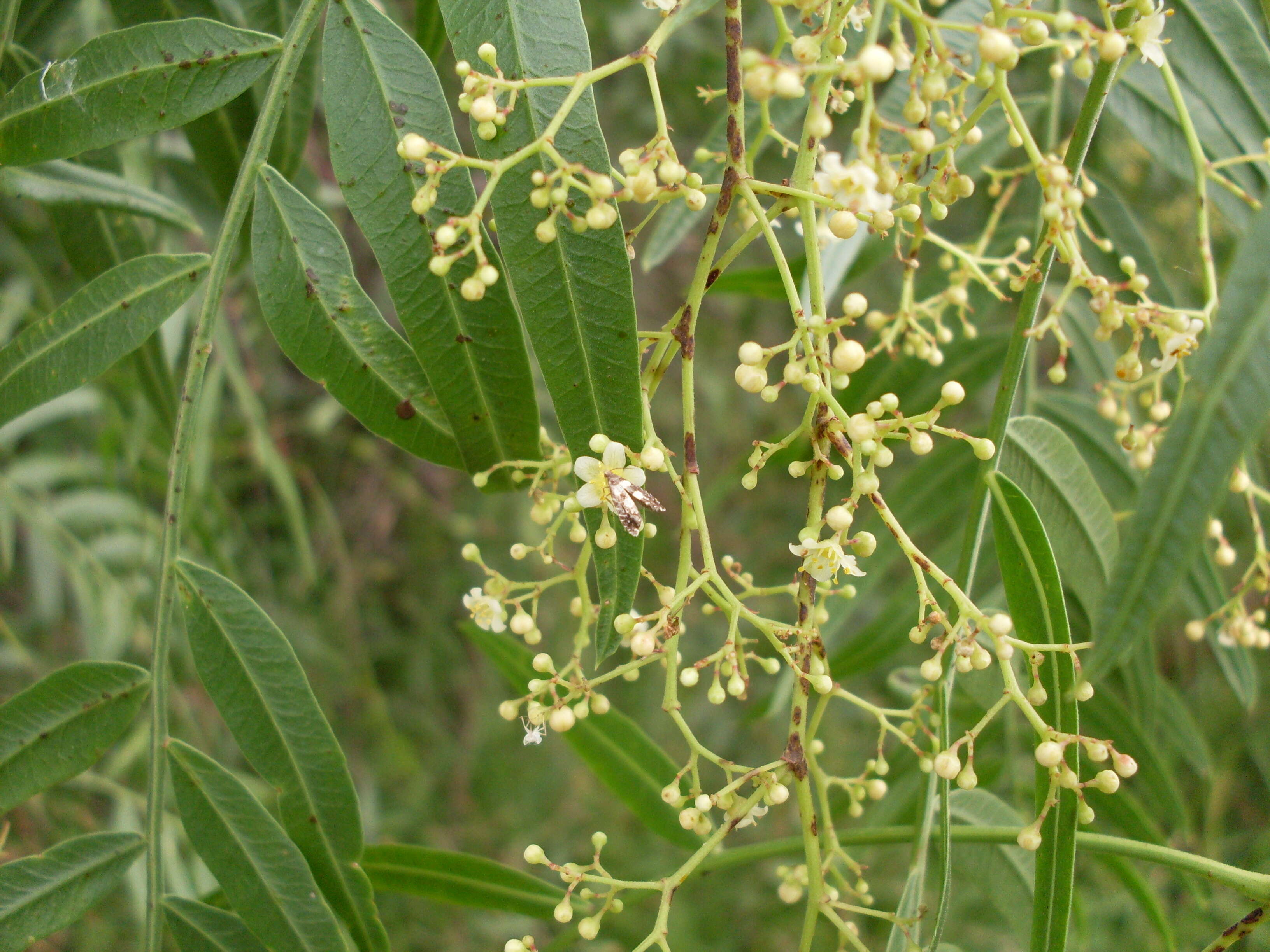 Image of peppertree