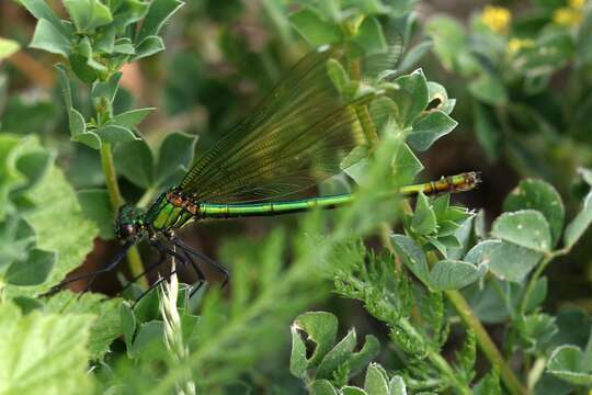 Image of Beautiful Demoiselle