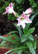 Image of hippeastrum