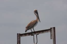 Image of pelicans