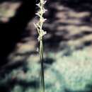 Image of Prasophyllum campestre R. J. Bates & D. L. Jones