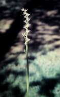 Image of Prasophyllum campestre R. J. Bates & D. L. Jones