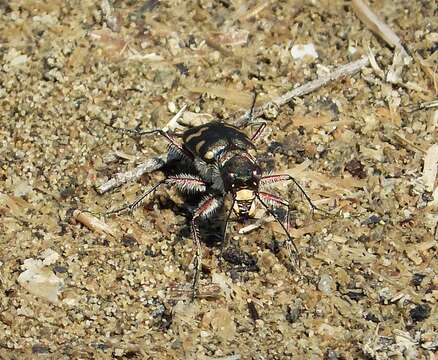 Image of Cicindela hybrida albanica