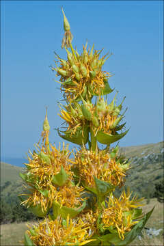 Image of bitter root