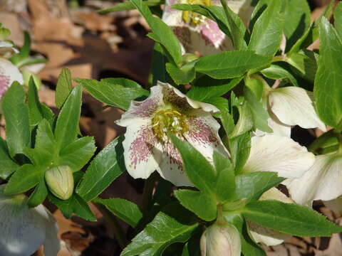 Image of lenten-rose