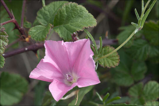 Imagem de Convolvulus elegantissimus Mill.