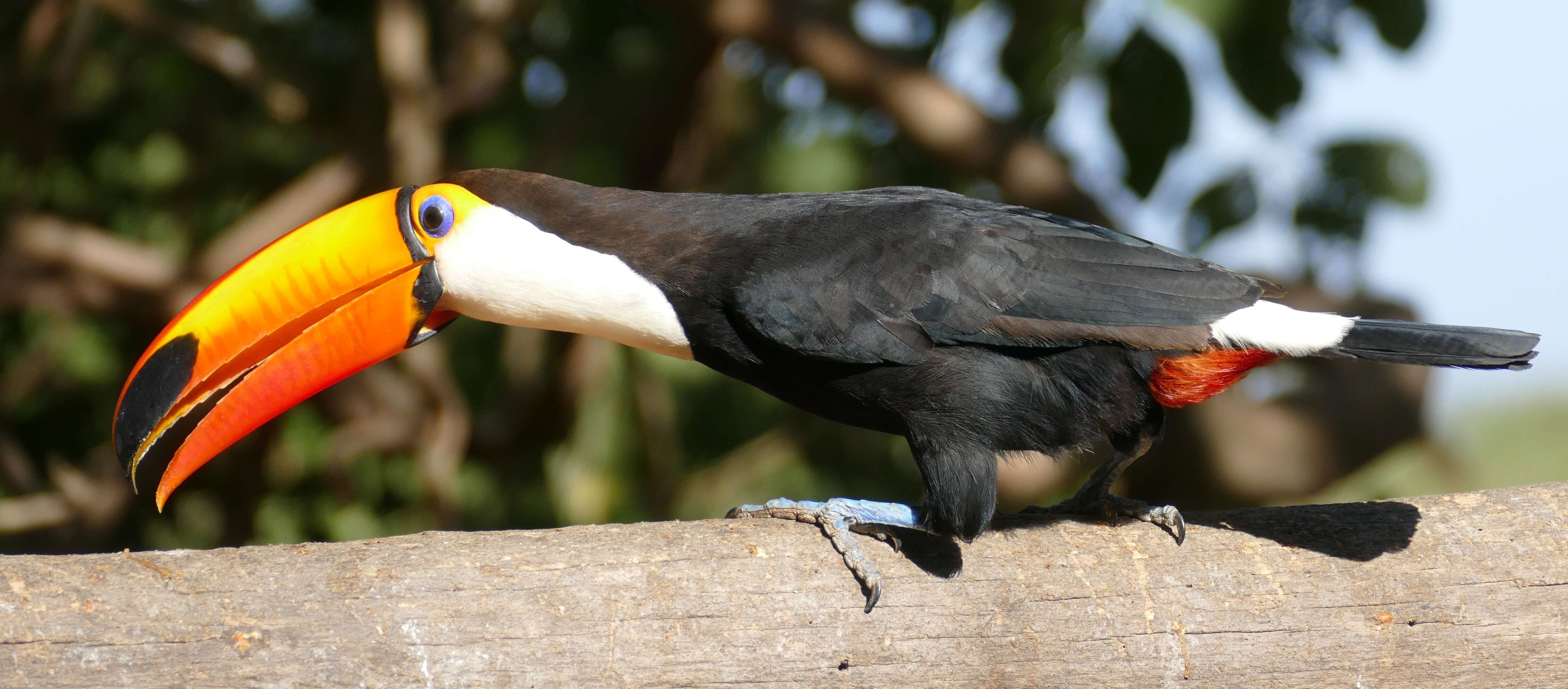 Image of Toucan Sp.