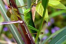 Image of Chondracris