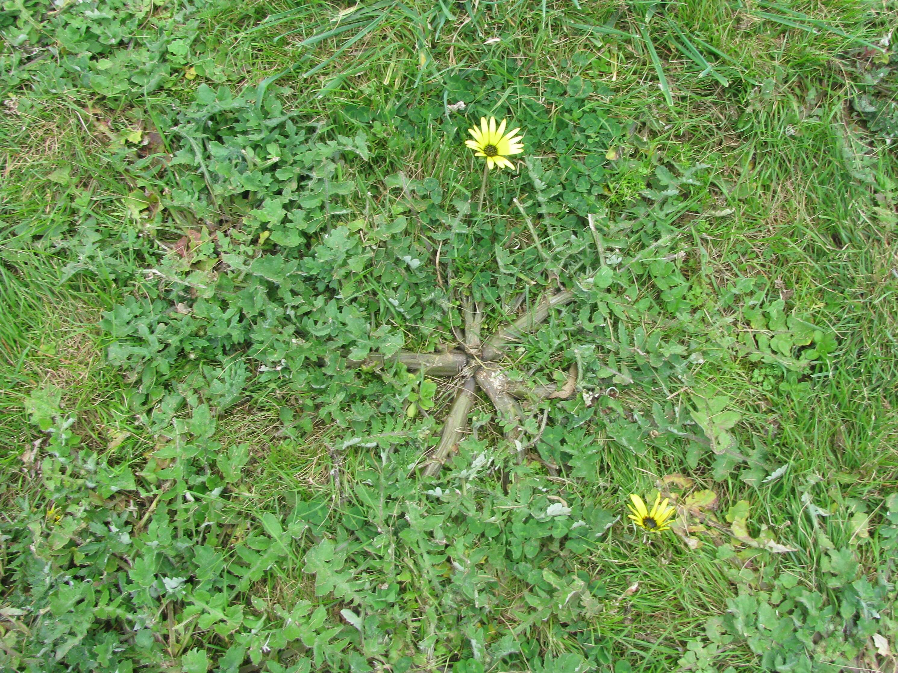 Image of Capeweed