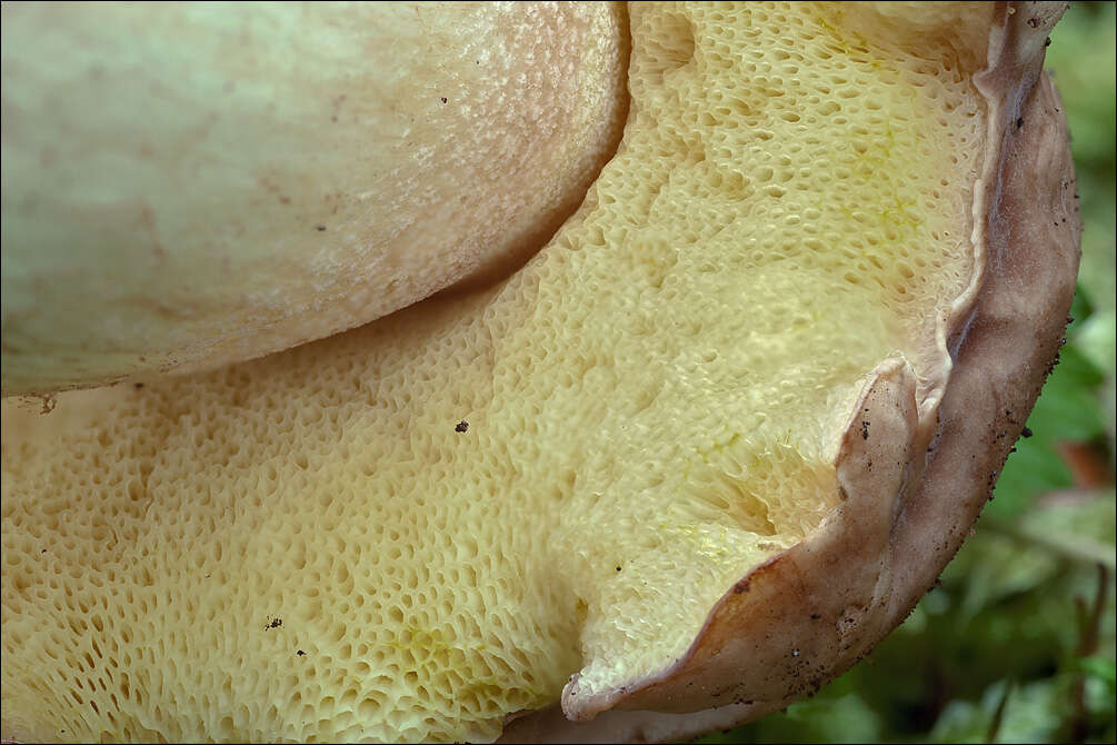 Image of Hemileccinum