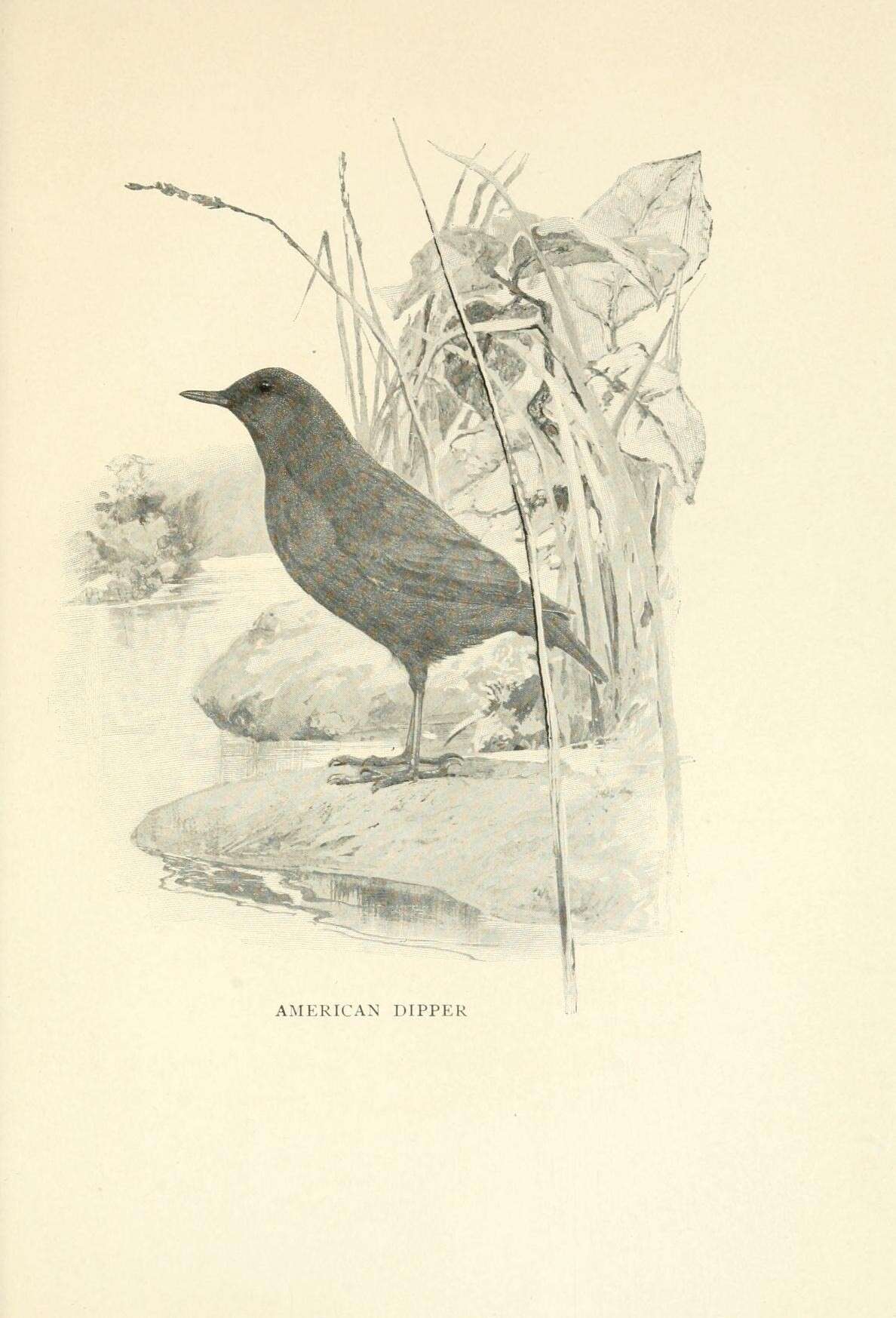 Image of American Dipper