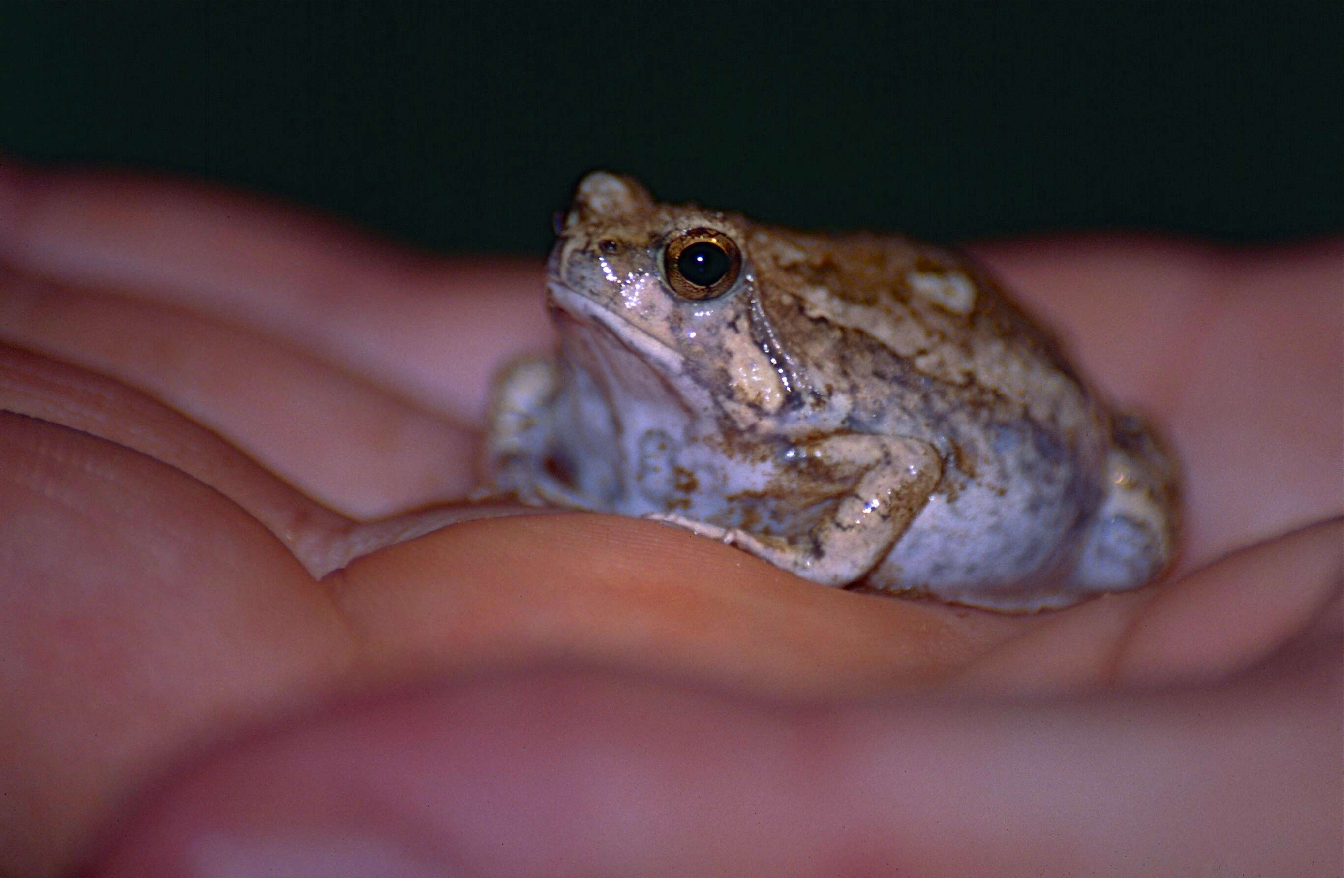 Image of Brown Rain Frog