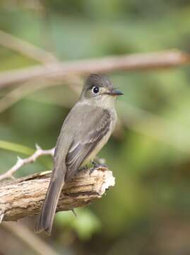 Image of Cuban Pewee