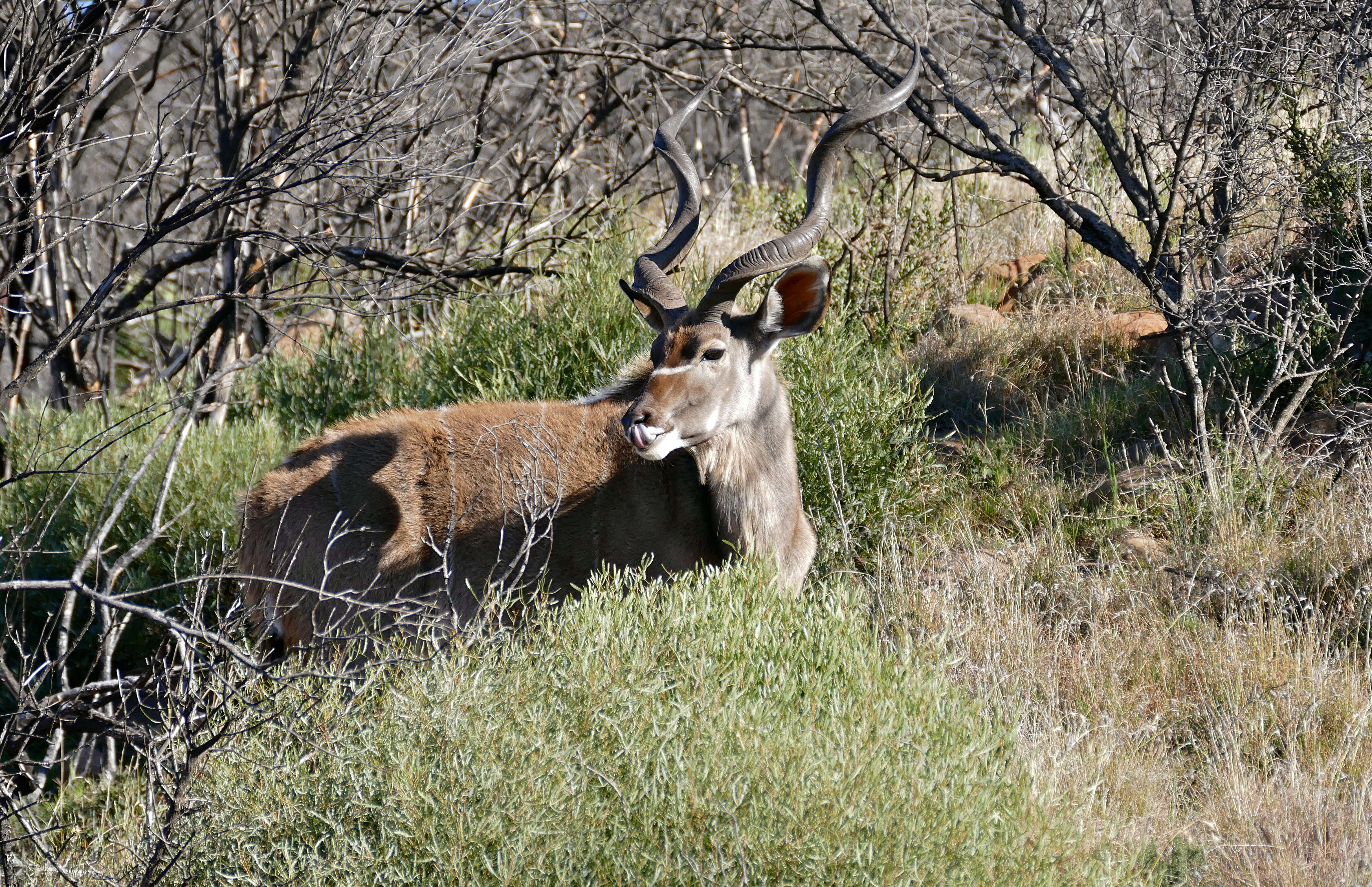 Image of Greater Kudu